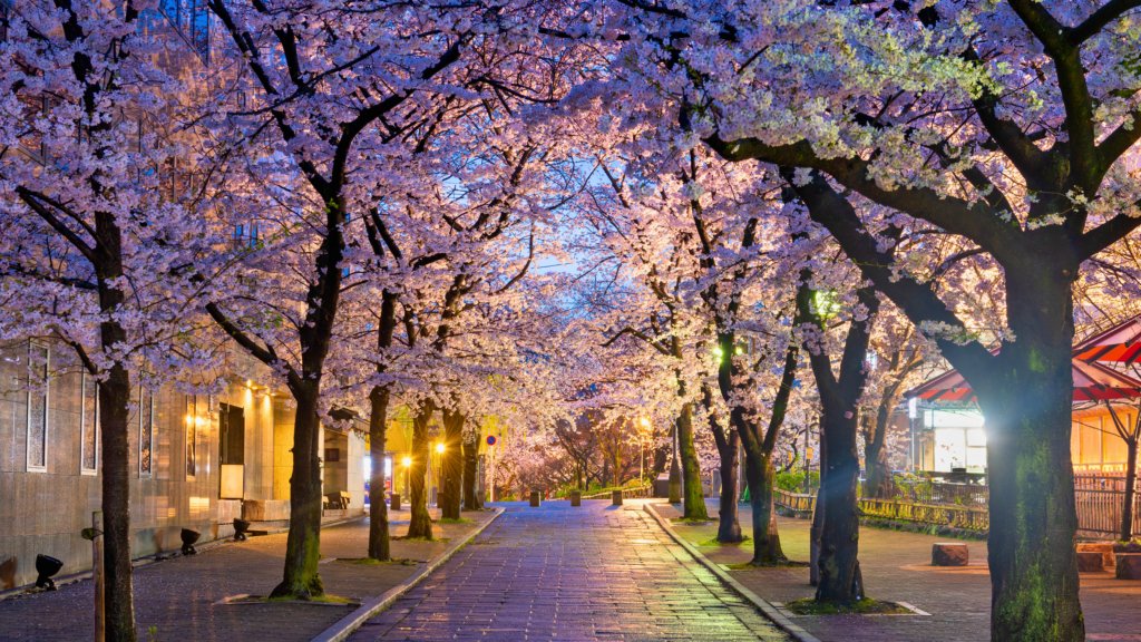 A stunning street in Kyoto illuminated by glowing lanterns and lined with cherry blossom trees in full bloom. The soft pink petals create a magical spring atmosphere, making it one of the best times to visit Kyoto.