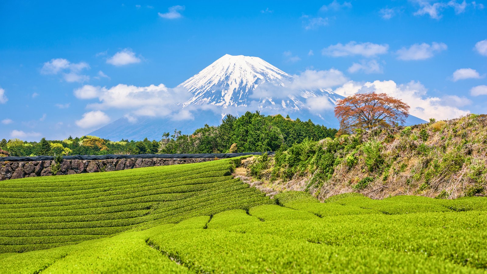 Scenic view of a lush green tea plantation with Mount Fuji’s snow-capped peak in the background, under a clear blue sky in Shizuoka, Japan.