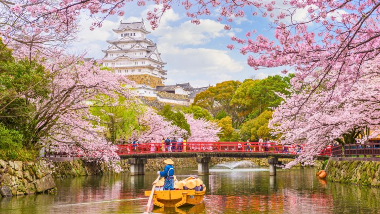 Traditional boat ride on the moat of Himeji Castle, surrounded by cherry blossoms in full bloom during spring, with a red bridge and visitors enjoying the scenic view.