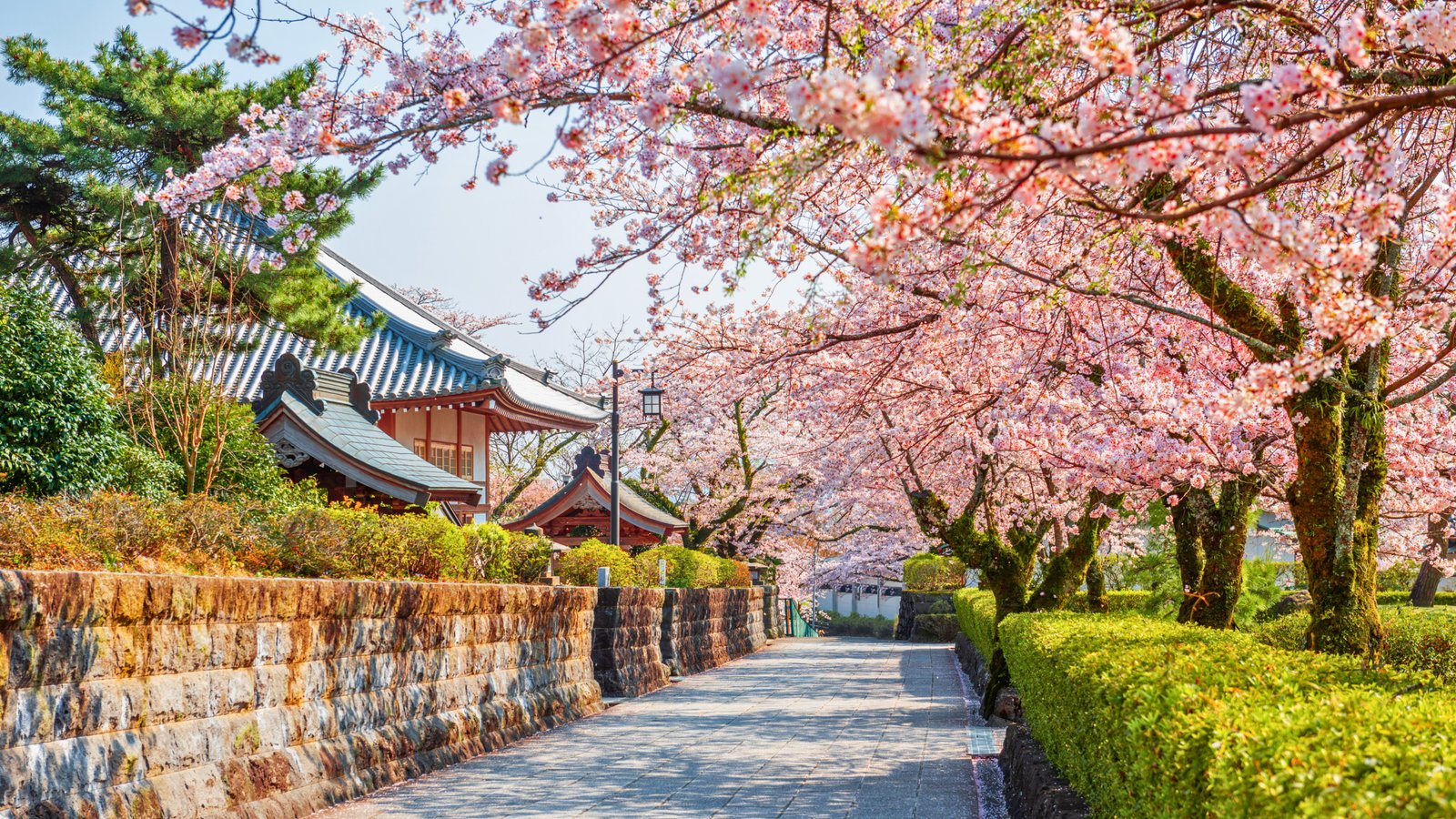 Scenic pathway lined with cherry blossoms in full bloom, leading to a traditional Japanese temple in Shizuoka, Japan, during spring.